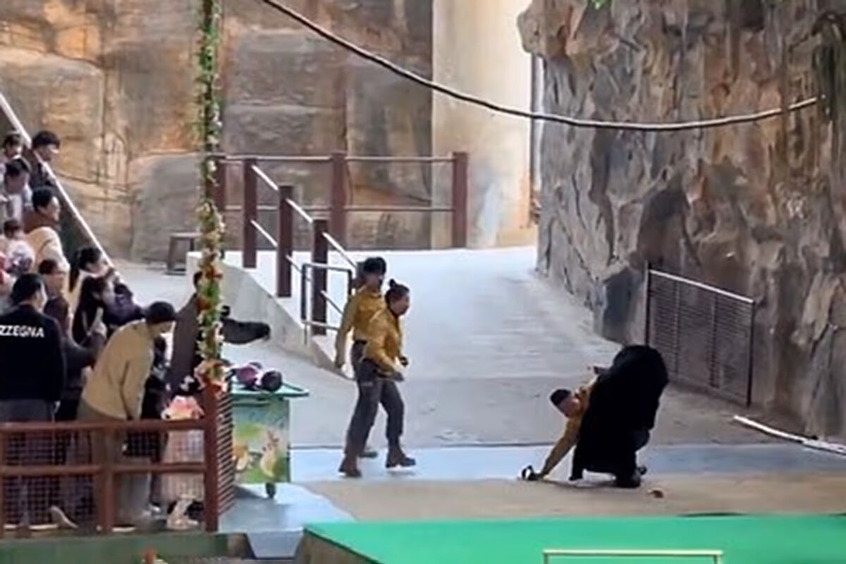 Ayı zooparkda işləyənə hücum etdi