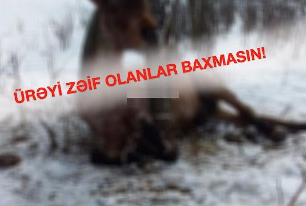 Gədəbəydə vəhşilik: Atı şaxtada ağaca bağlayıb...