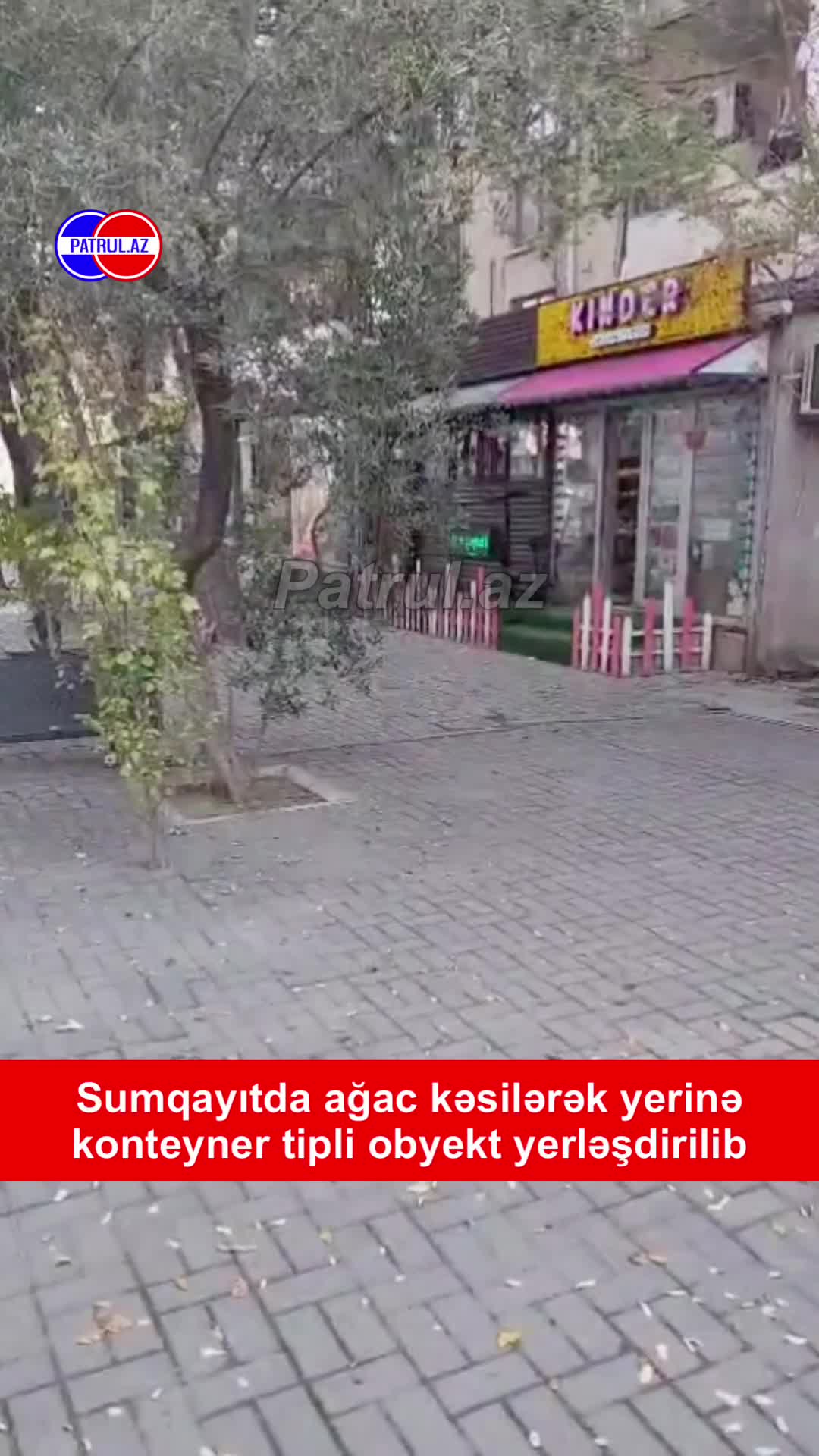 Ağac kəsilərək yerinə konteyner tipli obyekt yerləşdirilib
