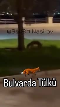 Bakının mərkəzində tülkü görüntüləndi 