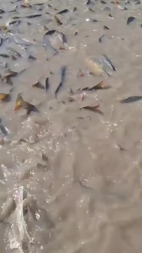 Qubada sel məmur biznesini ifşa etdi – Balıqlar kimindir?