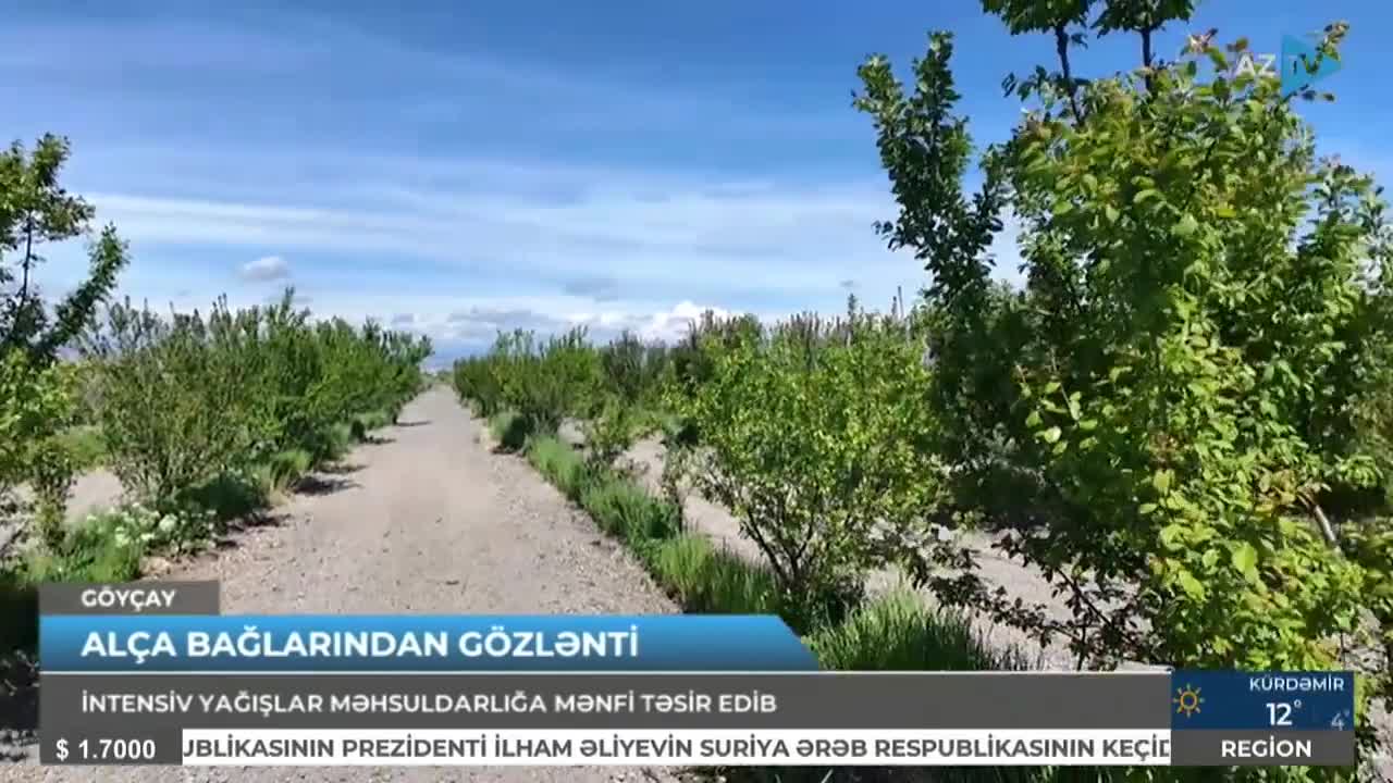 Azərbaycanda alça bağlarında  xəstəlik yayıldı 
