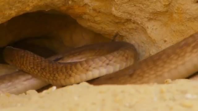 Cuộc gặp gỡ gây cấn nhất được camera quay lại về loài rắn khổng lồ - Giải cứu siêu may mắn