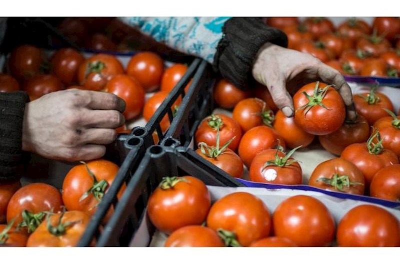Qışda 50 qəpiyə satılan pomidor: Ucuzlaşmanın səbəbləri bilindi 