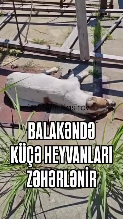 Balakəndə küçə itləri zəhərlənib 