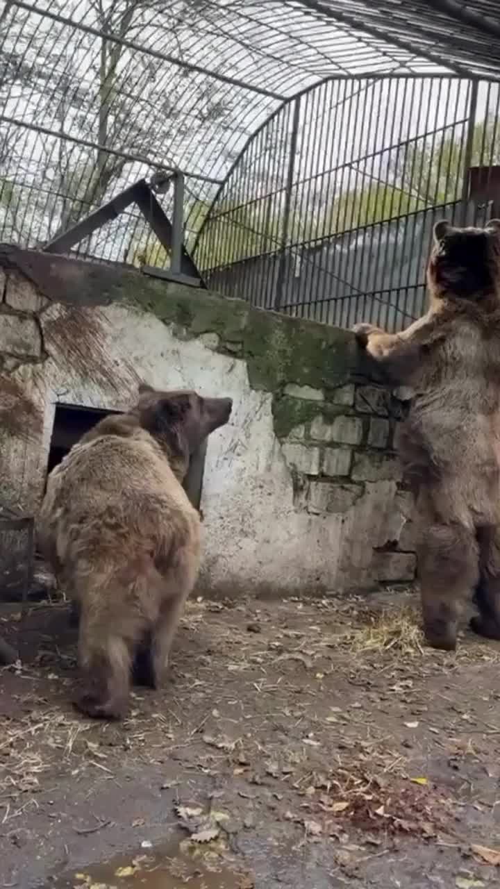 Benji və Balu Britaniyaya göndərildi
