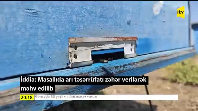 Masallıda arıları zəhərlədilər