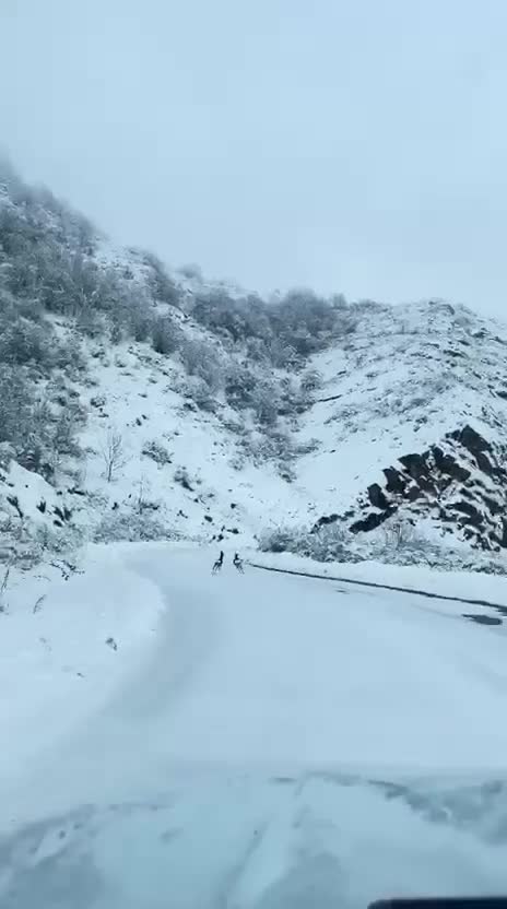 Şuşa–Laçın yolunda təbiət görüntüsü: cüyürlər lentə alındı