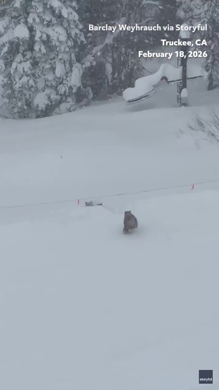 Xizək yolunda 3 ayı peyda oldu