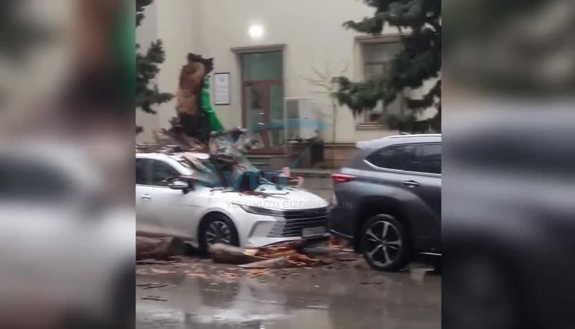 Ağac “BYD”nin üstünə aşdı