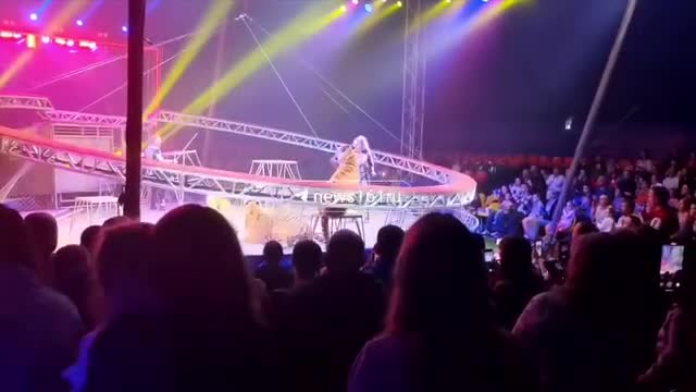 Rusiyada sirkdə pələng tamaşaçıların oturduğu zonaya düşdü