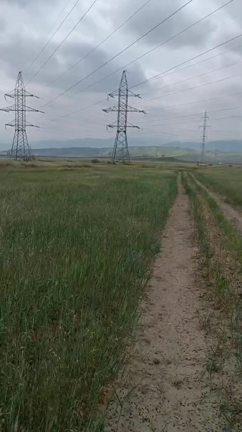 Çəyirtkələr taxıl sahələrinə ciddi ziyan vurub