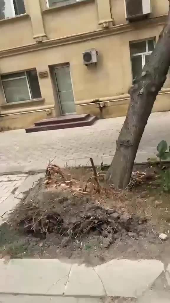“Elmlər Akademiyası”nda ağac hər an aşa bilər