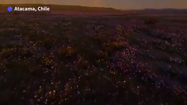 Dünyanın ən quraq səhrası çiçəklə örtüldü