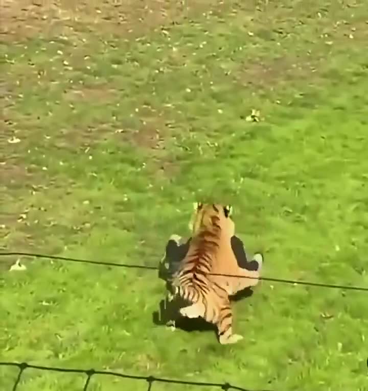 İngiltərədə zooparkda pələng kişiyə hücum etdi