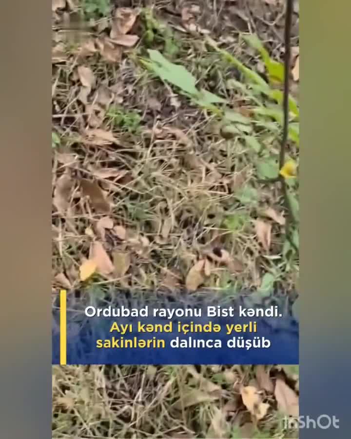 Ayı sakinlərə hücum etdi