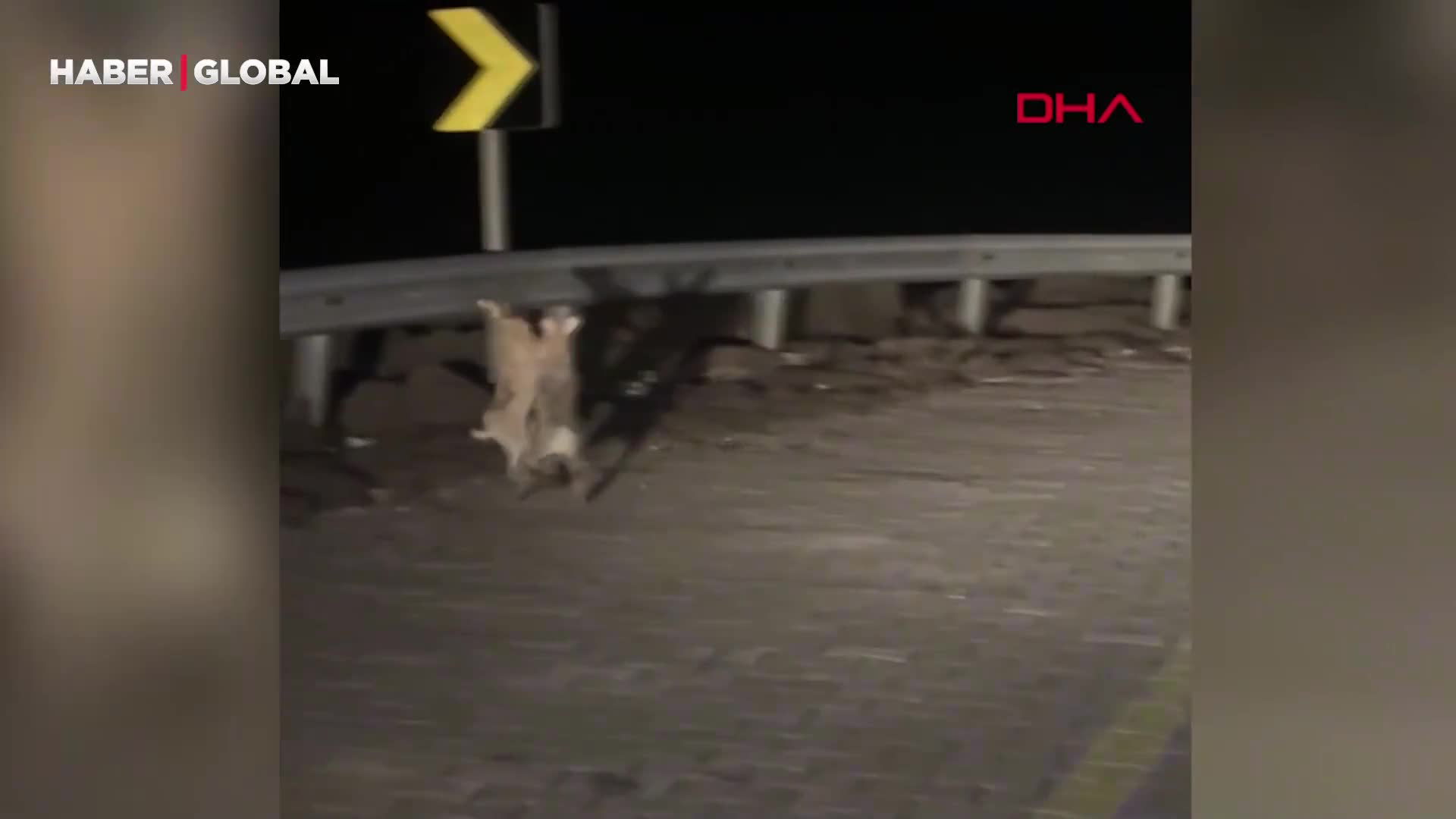 Dakikalarca kavga eden tavşanların görüntüsü şaşırttı