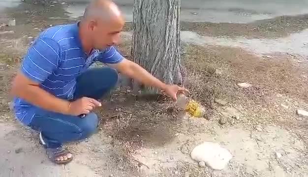 İcra başçısı ağaclara “kislota” tökülən əraziyə getdi – Video