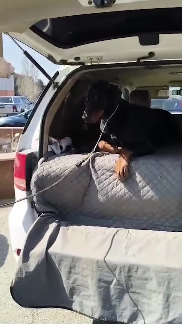 BBAK-da növbəti “DogShow” təşkil olunub