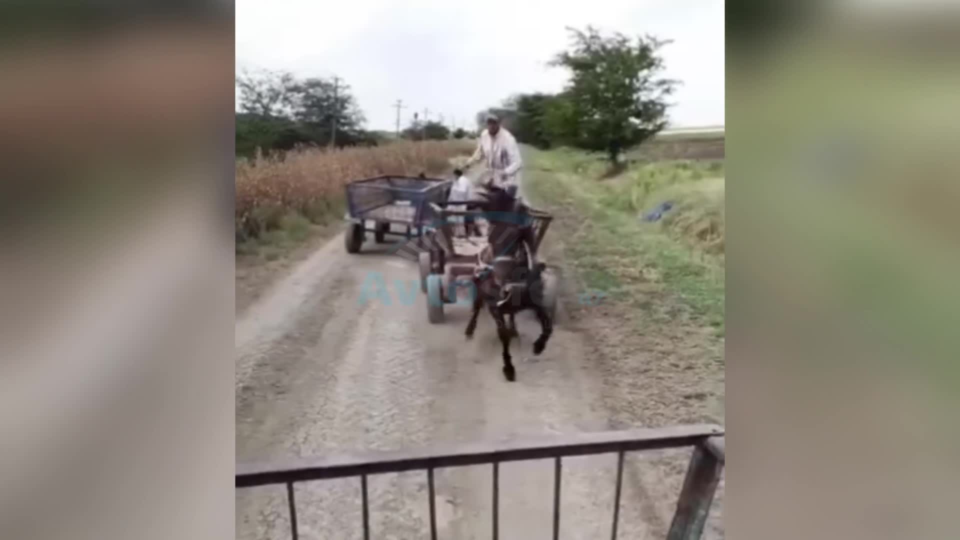 Masallıda atlara işgəncə edən şəxs cəzalandırıldı 