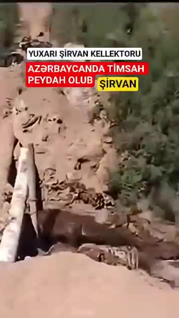 Azərbaycan sularında üzdüyü iddia edilən timsah