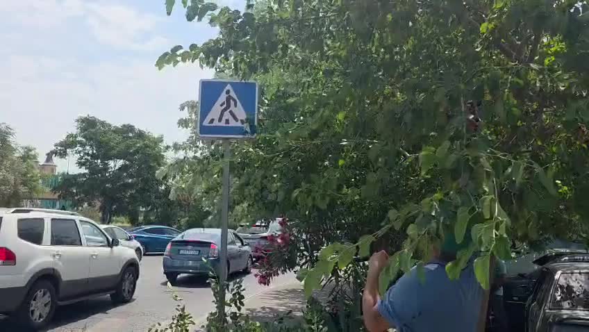 Nizamidə ağaclar 