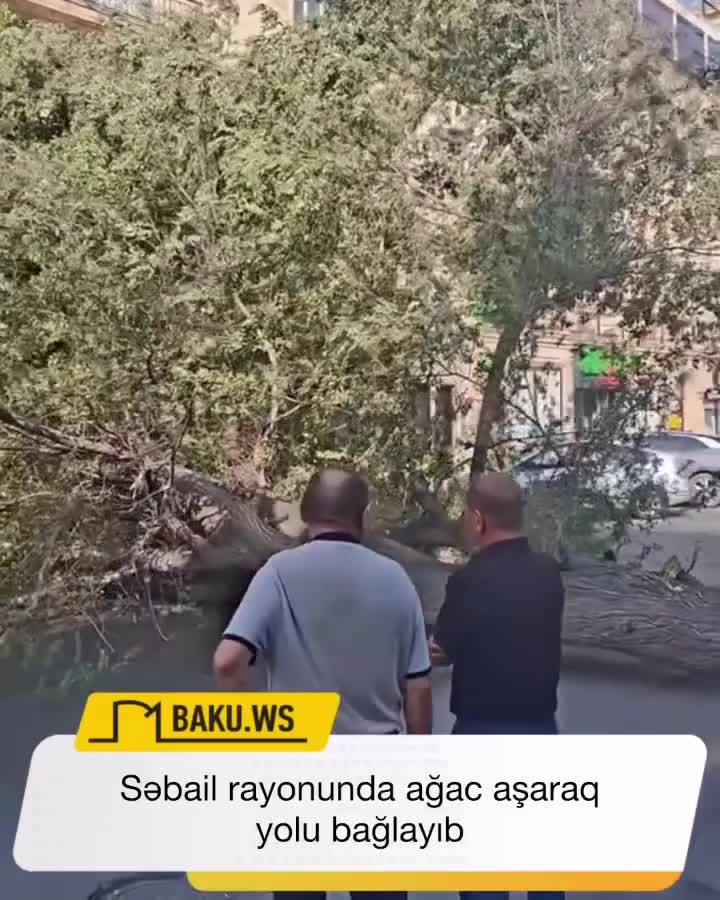 Səbail rayonunda ağac aşaraq yolu bağlayıb