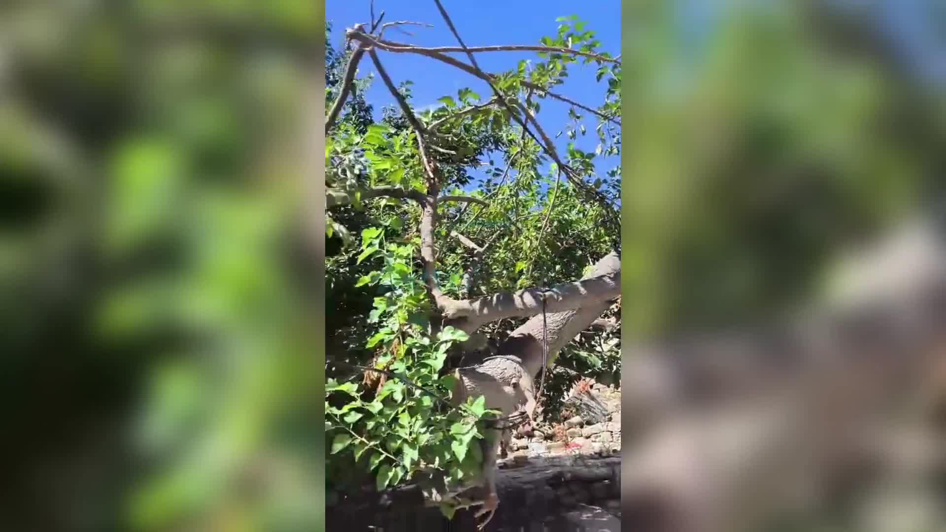 Budanmış ağacın təhlükəli budağı maşınları əzə bilər