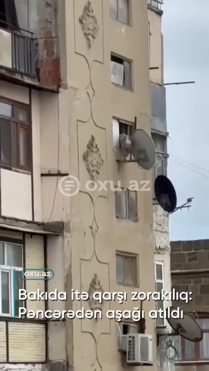 Bakıda itə qarşı zorakılıq: Pəncərədən aşağı atıldı 