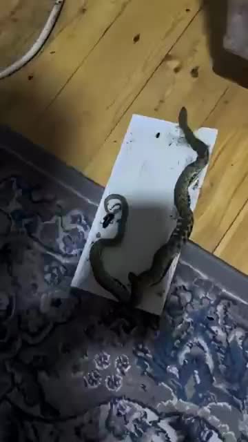 Siçan üçün qoyduqları tələyə ilan düşdü