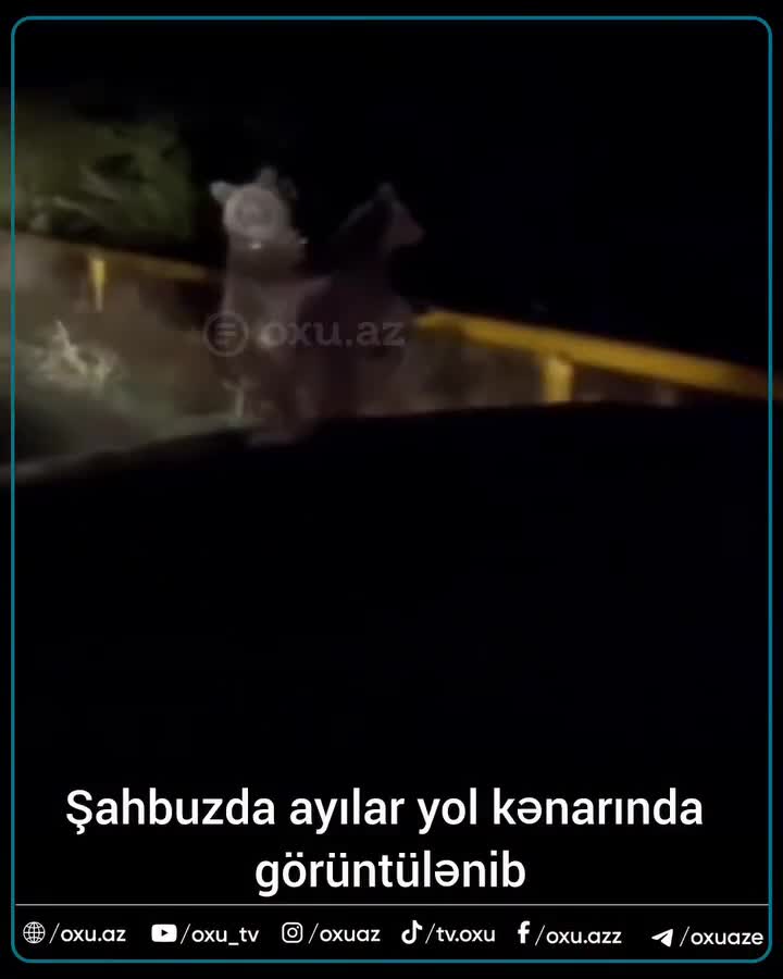 Şahbuzda ayılar yol kənarında görüntüləndi