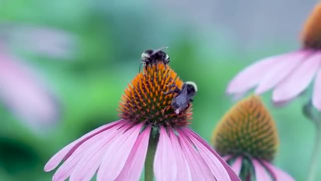 Alimlər arıları izləyən qurğu yaratdı 