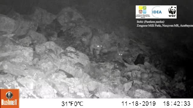 Two more leopard cubs recorded in Azerbaijan’s national park